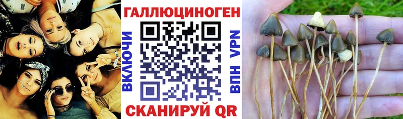 купить  цена  Медынь  Псилоцибиновые грибы прущие грибы 